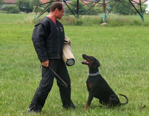 Dogs in training 6/2007